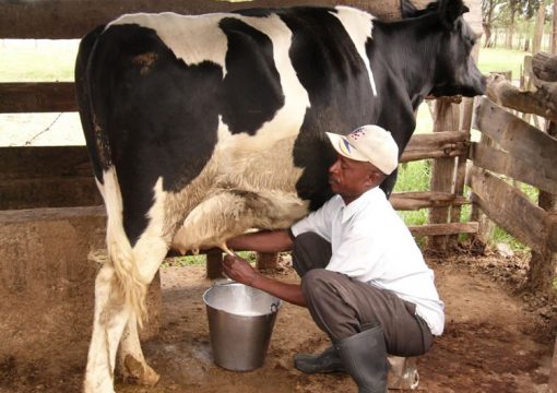 What influences milk production in lactating cows?