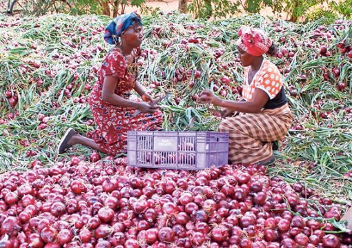 Things to consider before starting onion farming