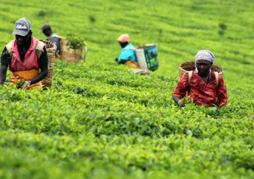 Policy, regulatory and administrative reforms in the tea sector in Kenya Announced