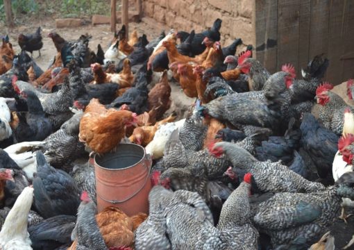 How to pick the best Kienyeji Chicken