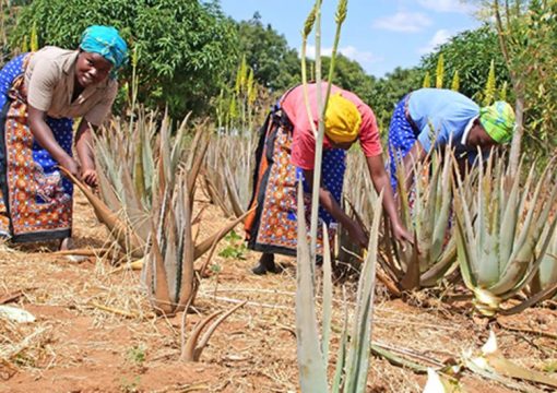 How to treat your livestock using aloe vera and magadi soda