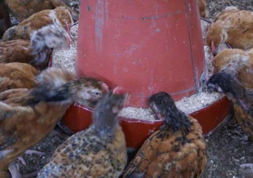 How to make your own quality chicken feed at home to cut costs