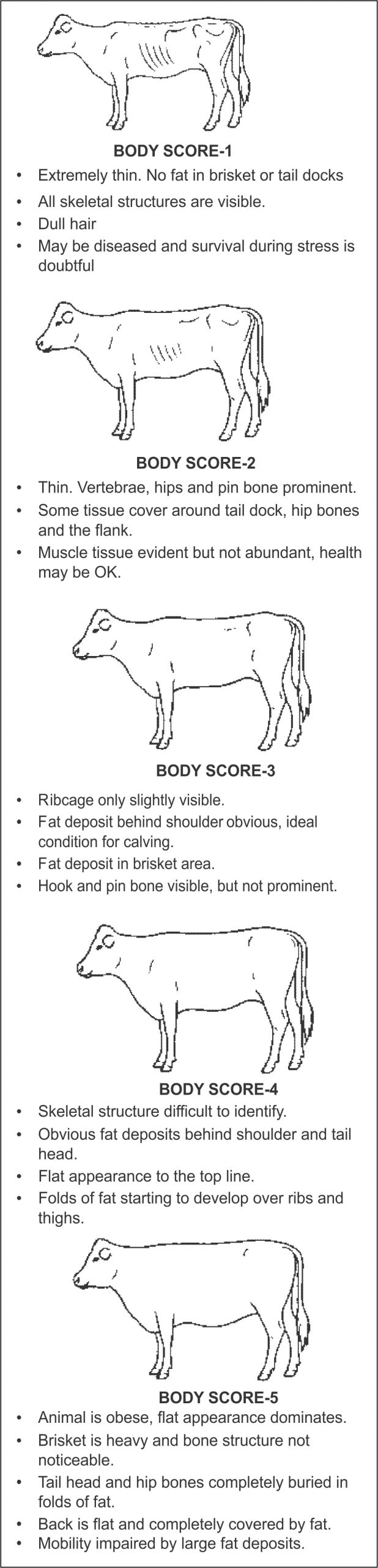 Body score graphic