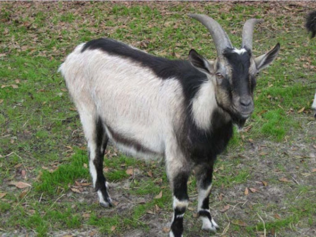 Alpine goat