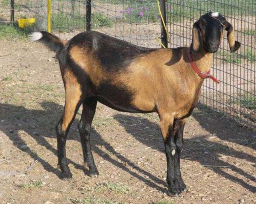  Anglo-nubian goat