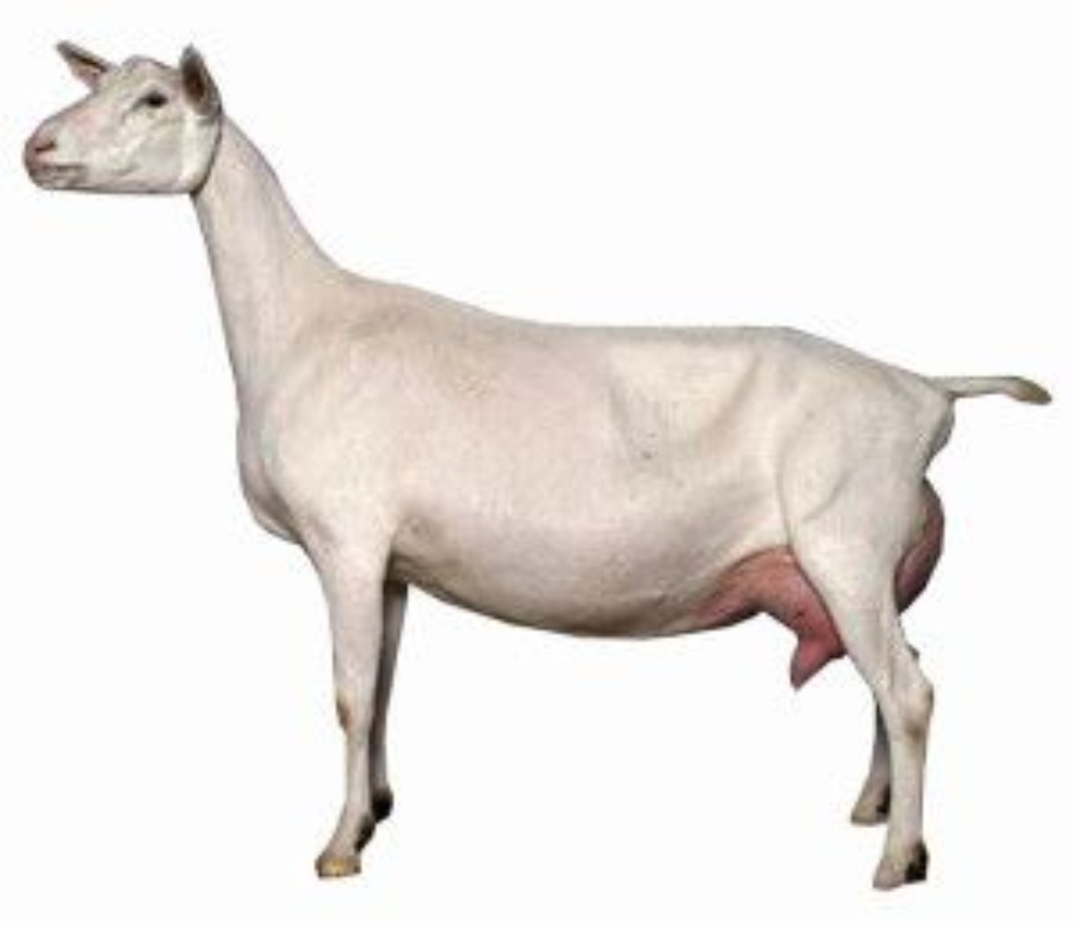 Saanen goat