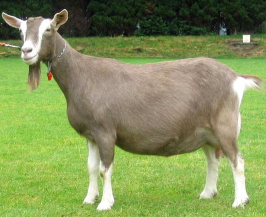 Toggenburg goat